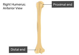humerus bone anatomy getbodysmart
