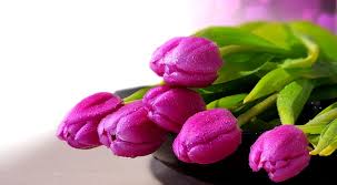 purple tulips with love pretty