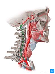 Blank neck diagrams are important to musicians for several reasons. Vertebral Artery Course Segments Branches Kenhub