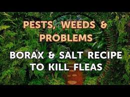 borax salt recipe to kill fleas you