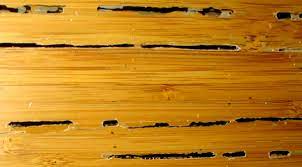 how to spot termites damage and