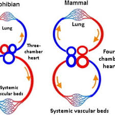 Overview of the circulatory system. Comparative Circulatory Systems In Fish Amphibians Mammals And Download Scientific Diagram