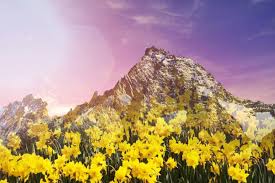 Image result for daffodil lesson