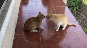 Unfortunately, as much as feline behavior has been studied, it is not possible to completely understand every move and there may be many similarities. Cat Fight Over Territory Youtube