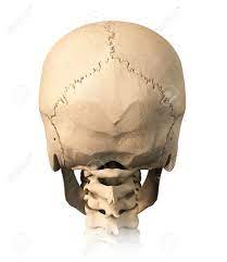 See human skull anatomy stock video clips. Very Detailed And Scientifically Correct Human Skull Back View Stock Photo Picture And Royalty Free Image Image 11713062