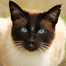 They are a type of cat that is warm and affectionate and bonds with their q: Siamese