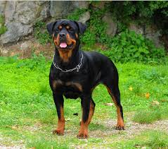 rottweiler puppies and dogs in toronto