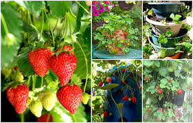 15 innovative strawberry planting ideas
