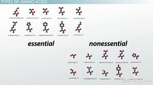 What Are Amino Acids Definition Structure