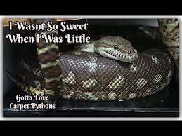 are bredli sweet natured carpet pythons