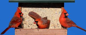 how to attract northern cardinals to