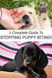 Don't worry, i will give you some tips about how to stop your puppies biting and nipping issues. How To Stop A Puppy From Biting Your Puppy Biting Guide