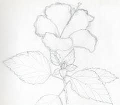 hibiscus flowers drawing tutorial
