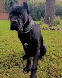Cani corsi are descended from ancient the cane corso is also called italian mastiff, italian corso, corso, and cane corso italiano. Cane Corso Europe Home Facebook
