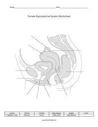 In conjunction with blank diagram of human reproductive systems / final exam the diagram is as follows: Free Printable Female Reproductive System Worksheet Female Reproductive System Reproductive System Female Reproductive System Anatomy