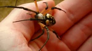 Image result for writing spider