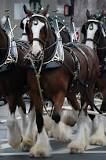 how-many-clydesdale-horses-does-budweiser-have