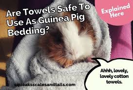 are towels safe to use as guinea pig