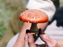 The mushrooms and men have similar dna. How To Eat A Poisonous Mushroom Devour Cooking Channel