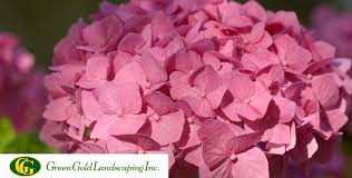 low maintenance shrubs for your yard