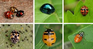 19 types of ladybugs in your garden