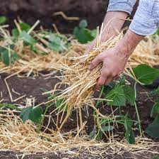 100 natural quality garden straw mulch