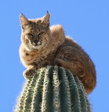 Also, anyone can contribute to the archive by uploading content for free. White Wolf Bobcat Sitting On Top Of 40 Foot Tall Cactus In The Arizona Desert