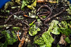 5 best worm composters in 2022 reviewed