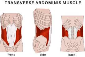 transverse abdominis muscle activation