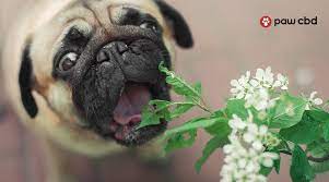 Are Your House Plants Toxic To Dogs
