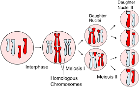 meiosis diagram quizlet