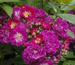 5 to 7 inches tall, 5 to 8. Rosenversand Perennial Blue Ramblerrose