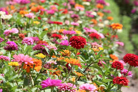 Best Summer Flowers To Grow In Southern
