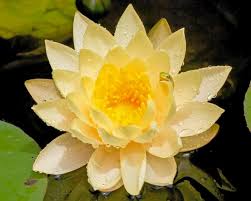 15 water lily flower pictures to take