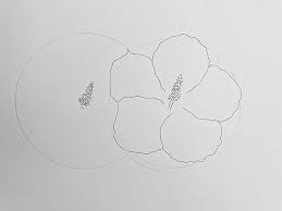 hibiscus how to draw a guide to