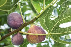 9 Species Of Fig Ficus Trees For Indoor And Outdoor Gardening