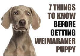 I will fill your home with laughter and lots of fun! 7 Things To Know Before Getting A Weimaraner Puppy
