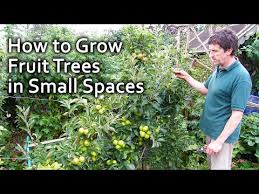 How To Grow Fruit Trees In Small Spaces