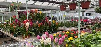 indoor plants bayside garden center