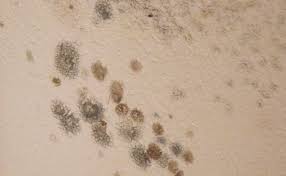 Help Mould On The Walls What You Need