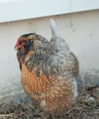 Ameraucana Chick Color Leads To What Hen Color Backyard