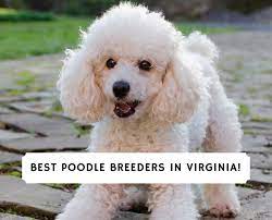 9 best poodle breeders in virginia