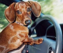 Dog Car Seat Pupsaver Unveils