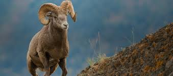 can-you-hunt-big-horn-sheep