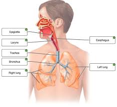 The lower respiratory tract structures are located in the thorax or chest and include the trachea, bronchi, and lungs (= bronchioles, alveolar ducts, and alveoli). Bio Chapter 19 20 21 Flashcards Quizlet