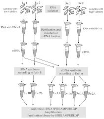 Cdna synthesis method utilizes a specific feature of the moloney murine leukemia virus reverse transcriptase (rt). Genes Free Full Text Low Rin Value For Rna Seq Library Construction From Long Term Stored Seeds A Case Study Of Barley Seeds Html