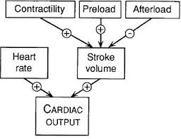 Cardiac Output And Variables Cardiovascular Medbullets