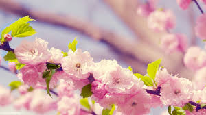 spring flower desktop background 54