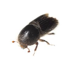 Pine Bark Beetle Control And Treatments For Infected Trees