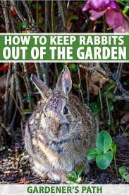 how to keep rabbits out of the garden